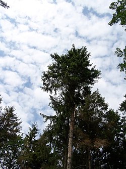 Borkenk&auml;fer (Foto: Archiv Landwirtschaftsministeruim)