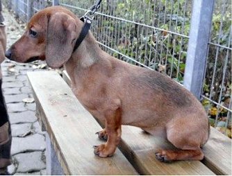 Lilly (Foto: C. Knust)