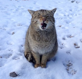 Wildkatze (Foto: Wildkatzendorf H&uuml;tscheroda)