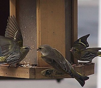 Im Winter helfen (Foto: Nationalpark Harz)