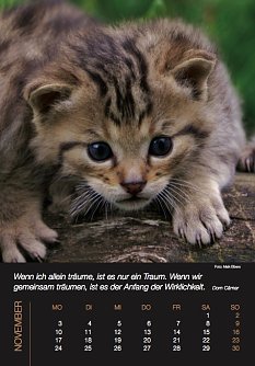 Katzen-Kalender (Foto: Wildkatzendorf)
