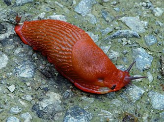 Rote Wegschnecke (Foto: Arion Rufus)
