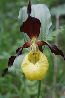 Frauenschuh (Foto: Arne Willenberg)
