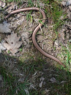 Blindschleiche (Foto: Fam. R&ouml;hrig)