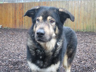Hunde suchen Freunde (Foto: Karin Ziegler)