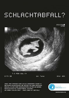 Auch tr&auml;chtige Rinder werden geschlachtet (Foto: Tierschutzbund)