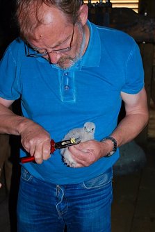 Turmfalken (Foto: Wilfried Fromm)