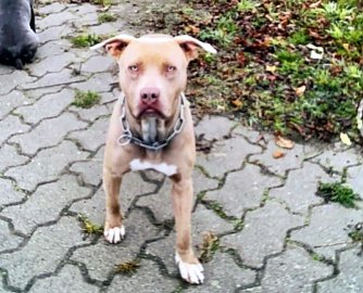 Hund gesucht (Foto: privat)