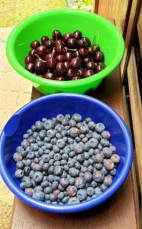Kirschen und Blaubeeren (Foto: Joachim Retzek)