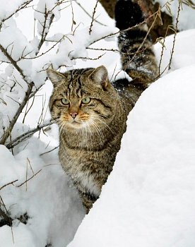 Bild: Wildkatze