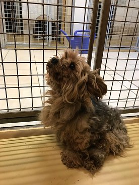 Bild: verwahrloster Hund