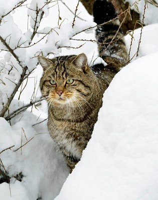 Bild: Wildkatze