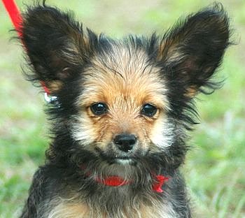 Bin ich der Sch&ouml;nste? (Foto: Agentur)