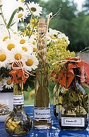 Kr&auml;utermarkt (Foto: Sielmann-Stiftung)