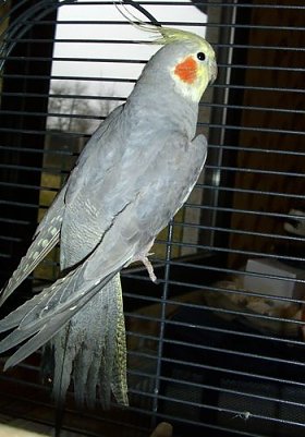 Zugeflogen (Foto: C. Knust)