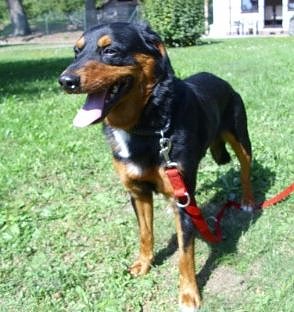 Bobby (Foto: C. Knust)