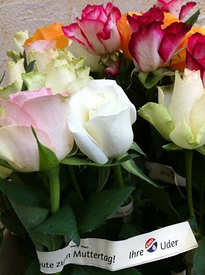 Rosen (Foto: Gerhard Martin)