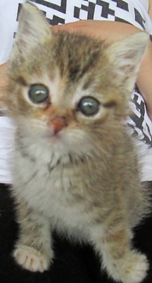 Kleine Katze (Foto: Karin Ziegler)