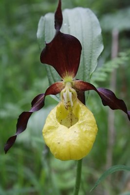 Frauenschuh (Foto: Arne Willenberg)
