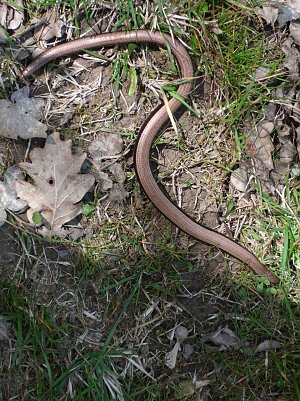 Blindschleiche (Foto: Fam. R&ouml;hrig)