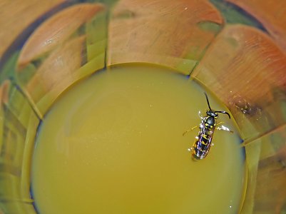 Penetrante Tischg&auml;ste - wie man am besten mit Wespen umgeht wei&szlig; man beim NABU Th&uuml;ringen (Foto: NABU Th&uuml;ringen)