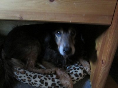 Betagter Hund (Foto: Tierheim)