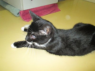 Blinde Katze (Foto: Karin Ziegler)