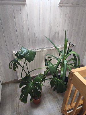 Zimmerpflanzen (Foto: )