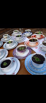 Sammeltassen  (Foto: )