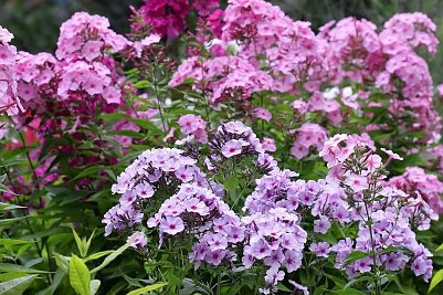 toller Sommerbl&uuml;her (Foto: )