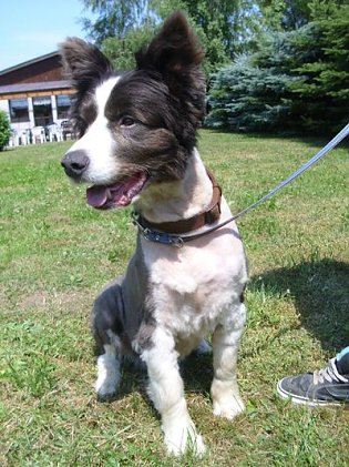 Bild: Sucht neues Herrchen oder Frauchen