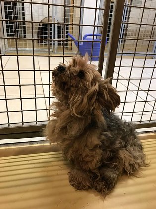 Bild: verwahrloster Hund