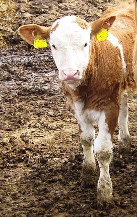 Bild: Kalb geklaut