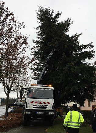 Bild: Weihnachtsbaum aus Worbis