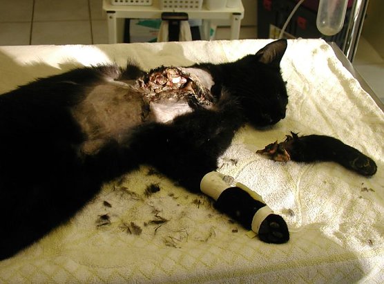 "Erlegte" Katze (Foto: privat) "Erlegte" Katze (Foto: privat)