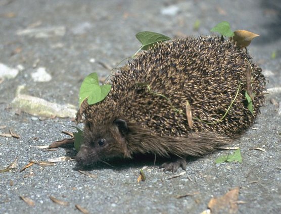 Bei Quartiersuche helfen (Foto: NABU)
