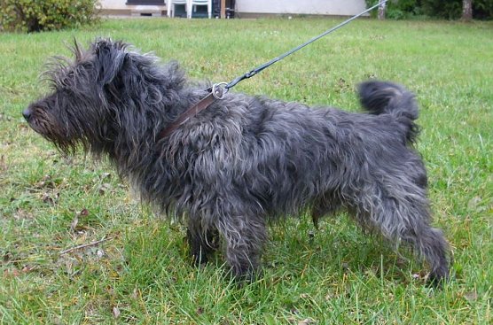 Benny (Foto: C. Knust)