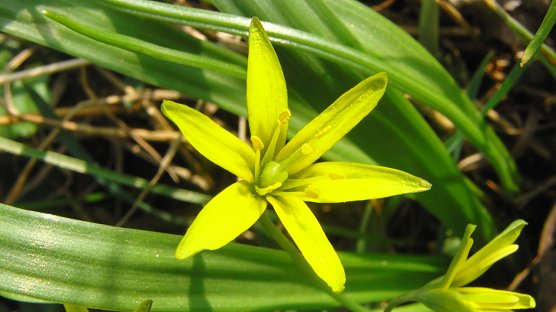 Die Pflanze von nebenan (Foto: B. Schwarzberg)