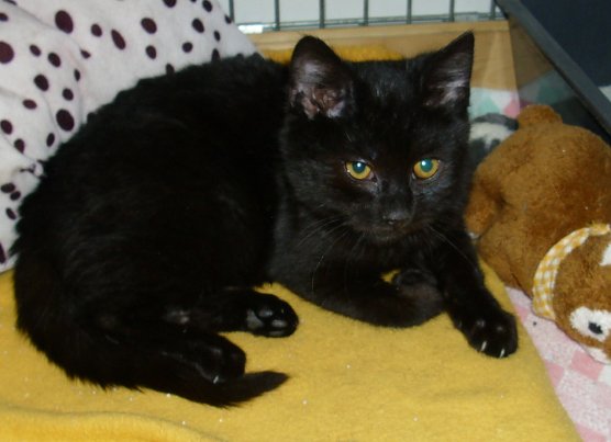 Hain (Foto: C. Knust)