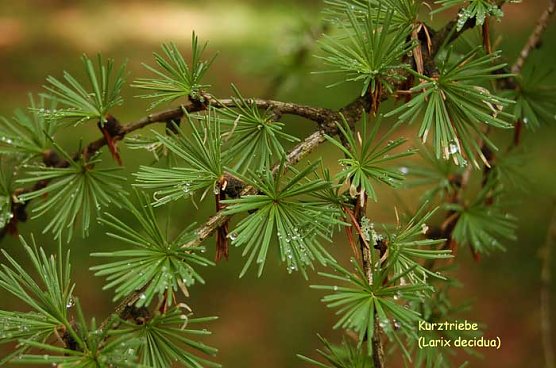 Schönste Lärche suchen! (Foto: Forstamt Oldisleben) Schönste Lärche suchen! (Foto: Forstamt Oldisleben)