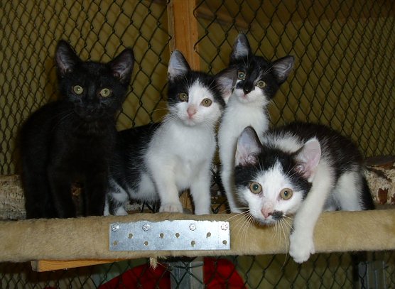 Rasselbande (Foto: C. Knust)