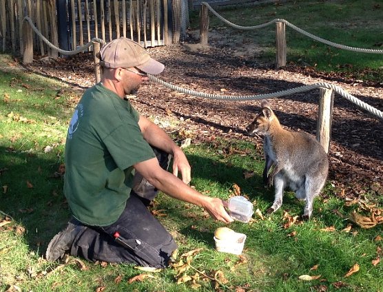 K&auml;nguru (Foto: Tierpark)