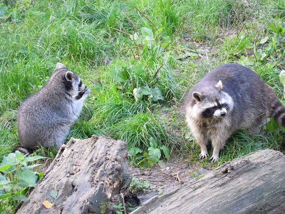 Waschb&auml;ren (Foto: B&auml;renpark Worbis)