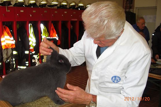 Rassekaninchen (Foto: Erwin Kranert) Rassekaninchen (Foto: Erwin Kranert)