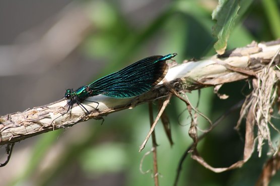 Naturefund (Foto: Arne Willenberg)