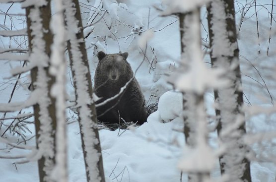 Jurka (Foto: Rüdiger Schmiedel) Jurka (Foto: Rüdiger Schmiedel)