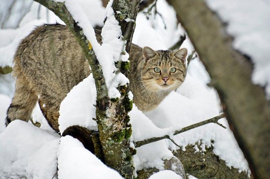 Wildkatze (Foto: Claudia Wilhelm)