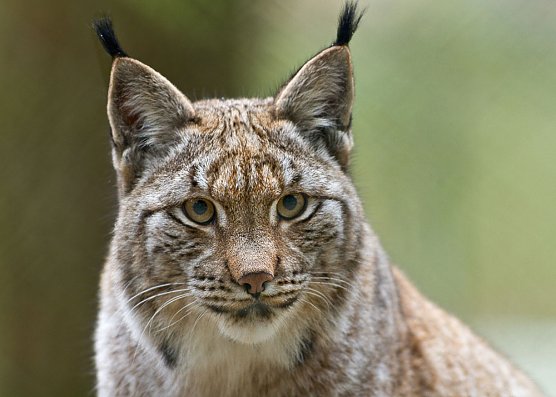 Luchs (Foto: Arne Willenberg)