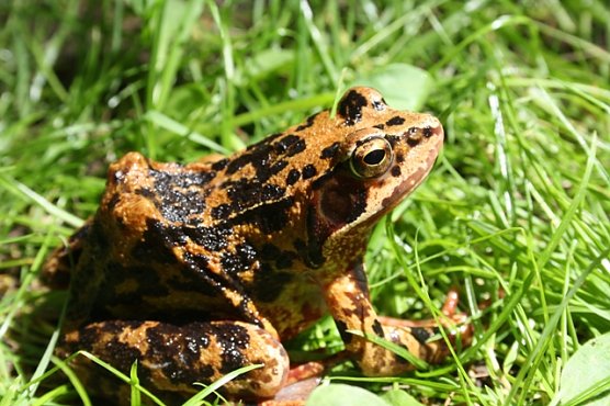 Bunter Frosch (Foto: Arne Willenberg)