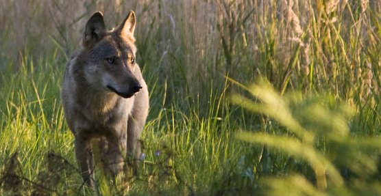 Wolf (Foto: Jan Noack)